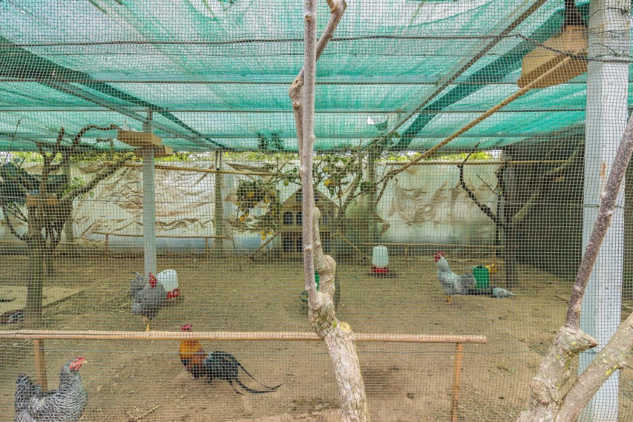 Araujo 111 - Traditional House Leca do Balio エクステリア 写真