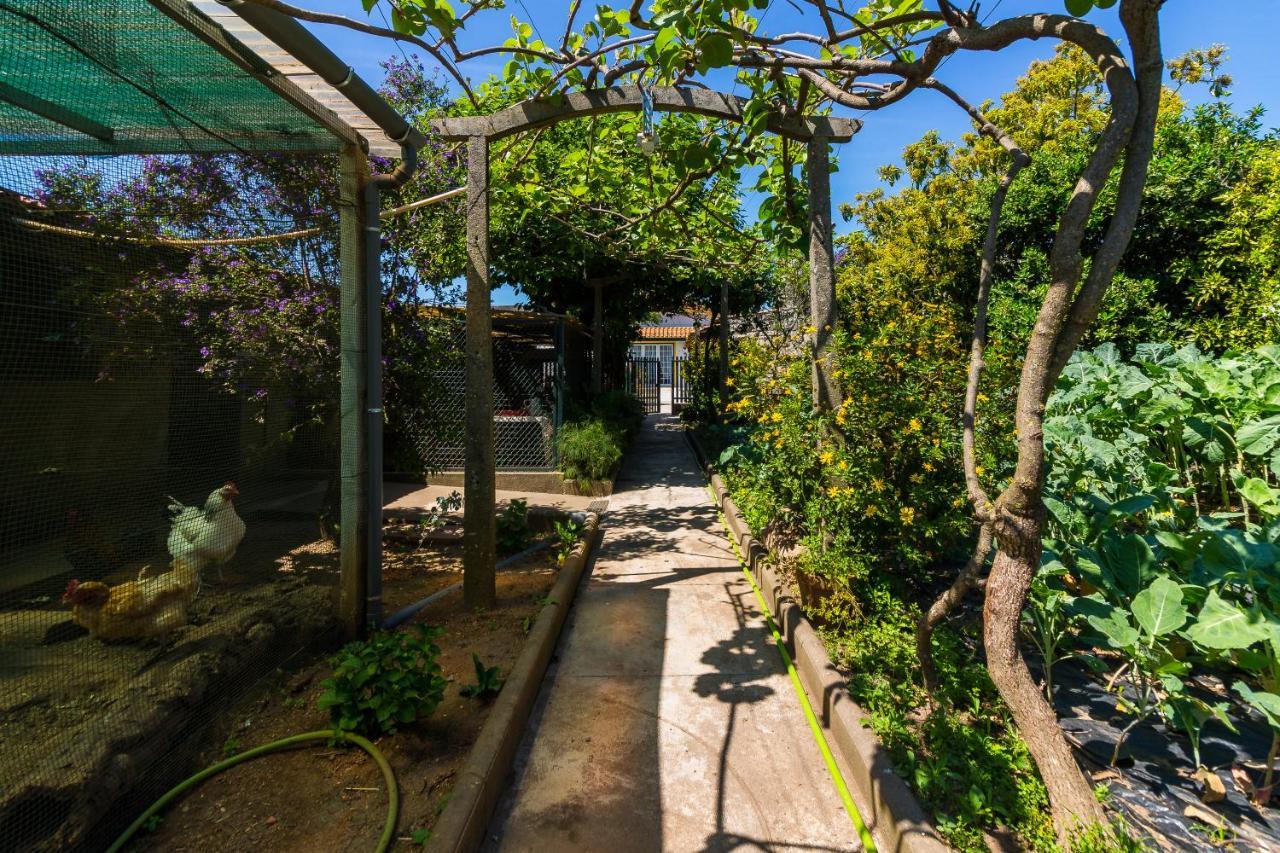 Araujo 111 - Traditional House Leca do Balio エクステリア 写真